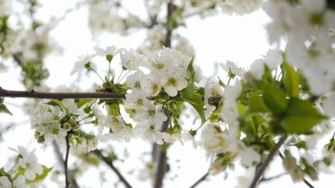 White cherry blossom Stock Footage 88548944