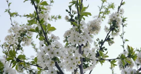 White cherry blossom Stock Footage 88549795