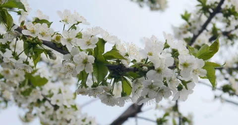 White cherry blossom Stock Footage 88550400