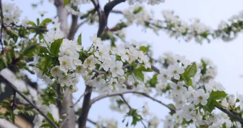 White cherry blossom Stock Footage 88552015