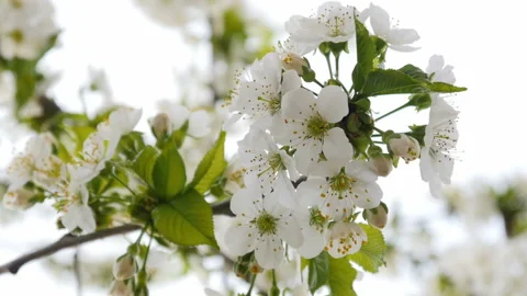 White cherry blossom Stock Footage 88569954