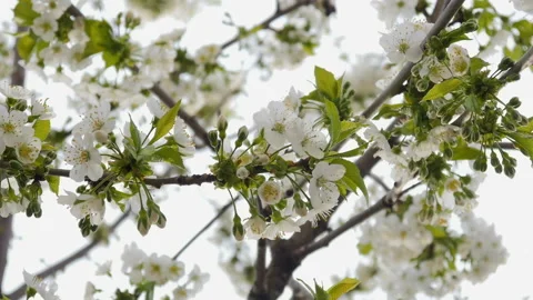 White cherry blossom Stock Footage 88570286