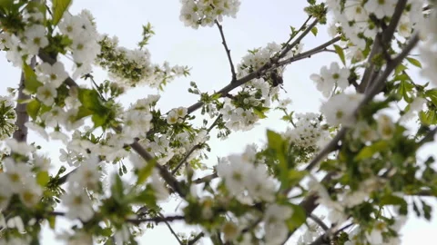 White cherry blossom Stock Footage 88570665