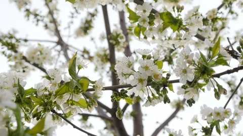 White cherry blossom Stock Footage 88570943