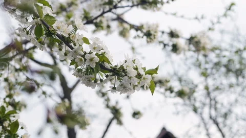 White cherry blossom Stock Footage 88571342