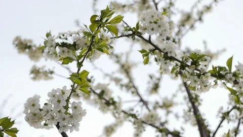 White cherry blossom Stock Footage 88571731