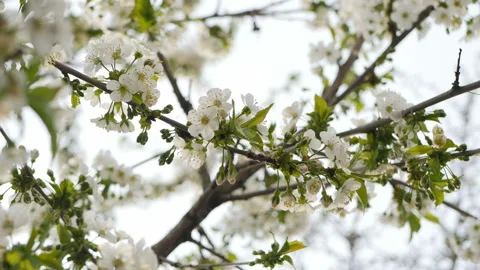 White cherry blossom Stock Footage 88572314