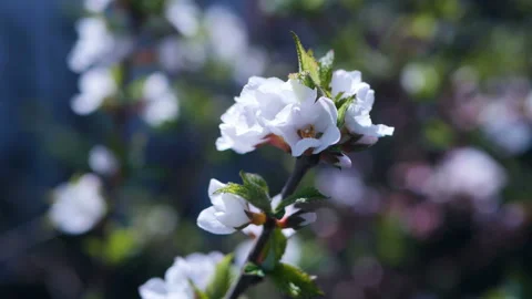 White cherry blossom 스톡 동영상 88572977