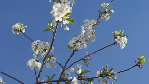 White cherry blossom Stock Footage 125909084