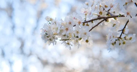 White cherry blossom Stock Footage 126694583