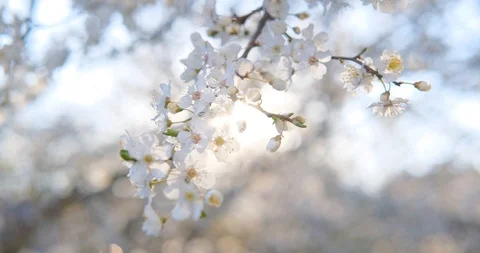 White cherry blossom Stock Footage 126694659