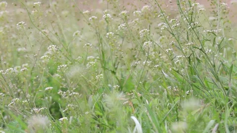 White cherry blossom Stock Footage 235170901