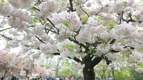 White cherry blossom Stock Footage 313562400