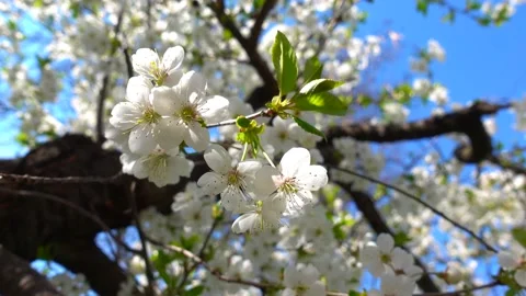 White Cherry Blossom In Front Of A Clear Blue Sky. Spring Blooming Flowers. Stock Footage 130666915