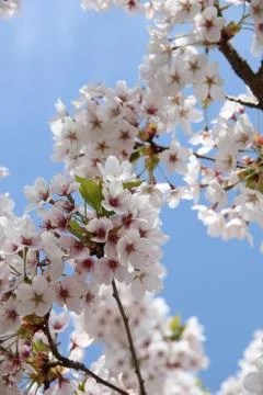White cherry blossom Stock Photos