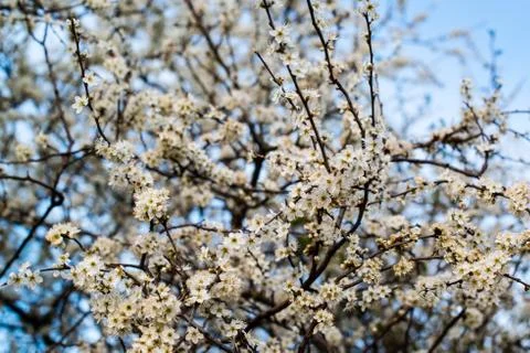 White cherry blossom Stock Photos