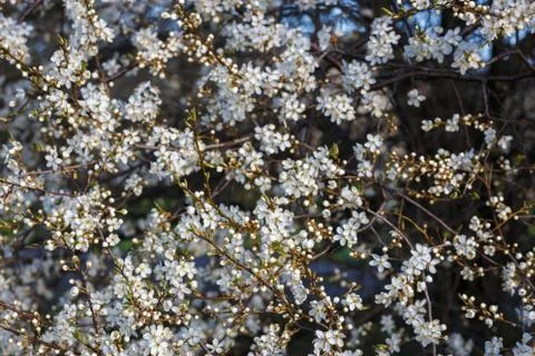 White cherry blossom Stock Photos
