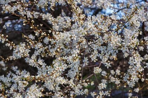 White cherry blossom Stock Photos