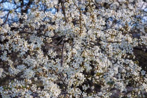 White cherry blossom Stock Photos
