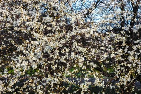 White cherry blossom Stock Photos
