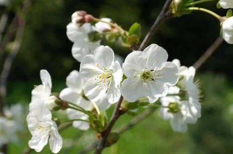 White cherry blossom Stock Photos