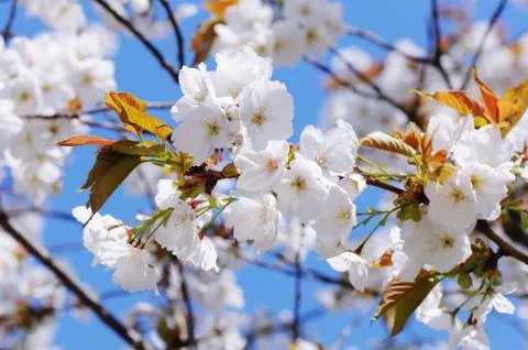White cherry blossom Stock Photos