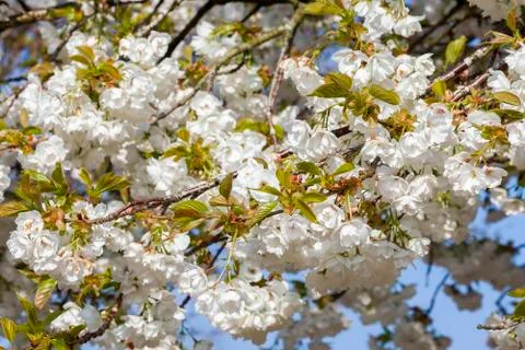 White cherry blossom Foto stock