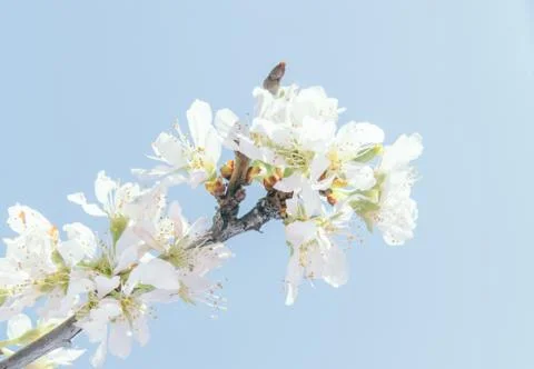 White cherry blossom Stock Photos