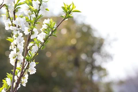 White Cherry blossom Stock Photos