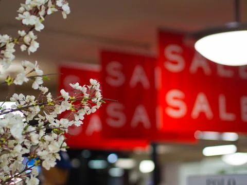White Cherry Blossom Foto stock