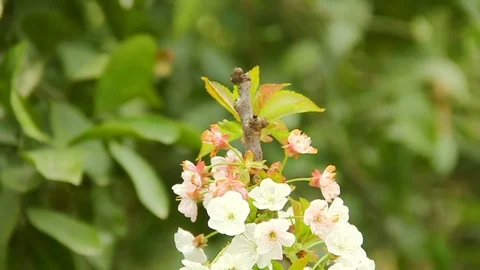 White cherry blossom in spring with blurred background Stock Footage 81424370