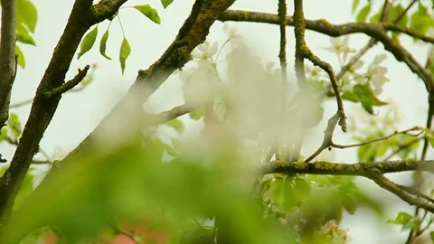 White cherry blossom in spring with blurred background Stock Footage 81424422
