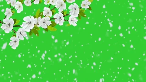 White cherry blossom spring branch green screen Stock Footage 154780226
