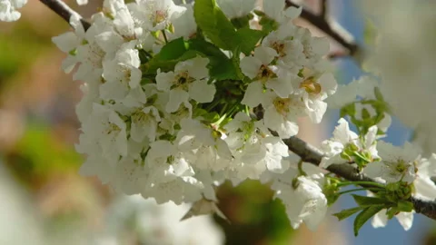 White Cherry blossom at spring Stock Footage 214367575