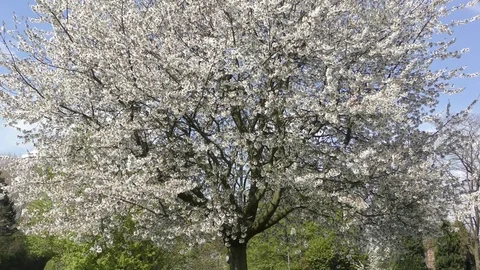 White cherry blossom spring pan up zoom Stock Footage 72791847