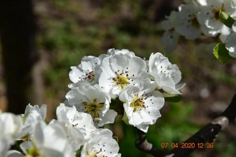 White Cherry blossom spring Stock Photos