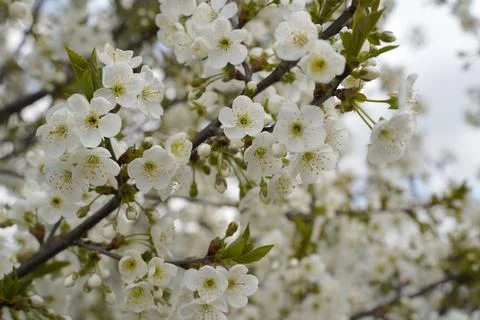 White cherry blossom in spring. Stock Photos