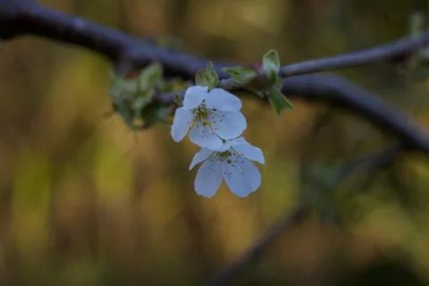 White cherry blossom in spring with soft bokeh background Stock Photos