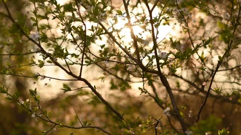 White cherry blossom at sunset Stock Footage 128816602