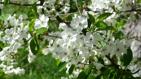 White cherry blossom swaying in the wind Stock Footage 89136987
