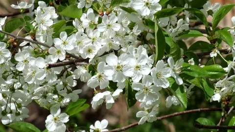 White cherry blossom swaying in the wind 스톡 동영상 89136991