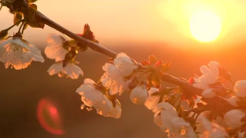 White cherry blossom on thin tree branch in local orchard Stock Footage 154725613