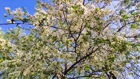 White Cherry Blossom Tree Branches against Blue Sky - Spring Nature Background Stock Footage 327993499