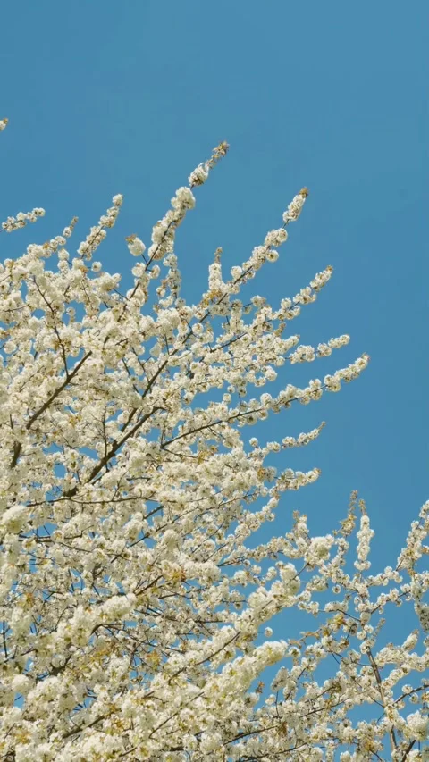 White Cherry Blossom Tree Branches Swaying Against Clear Blue Sky Vertical 動画素材 337244587