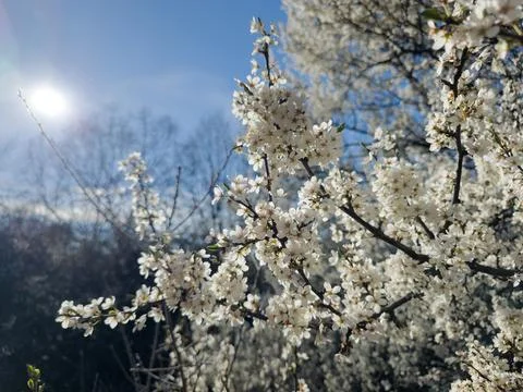 White Cherry Blossom Tree Branches Against Blue Sky Spring Sun Stock Photos