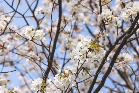 White cherry blossom tree branches blooming against clear blue sky Stock Photos