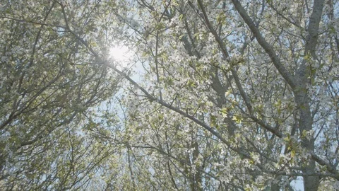 White Cherry Blossom Tree Dancing with Wind Against the Sun Video stock 114573500