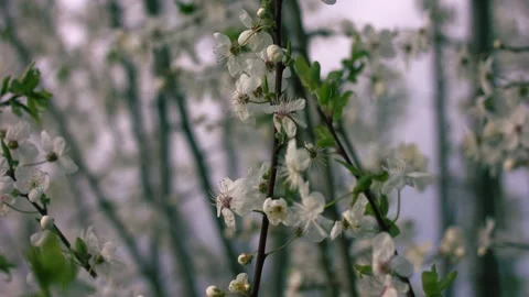 White cherry blossom tree flowers Vídeos de archivo 333636394