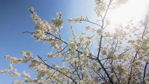 White Cherry Blossom Tree Flowers Blowing in Sunshine Summer Breeze Video Vidéo 335660827