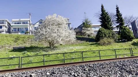 White Cherry Blossom Tree Video stock 237502205